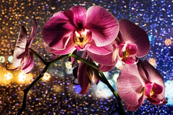Orquídea rosa sobre fundo colorido — Fotografia de Stock