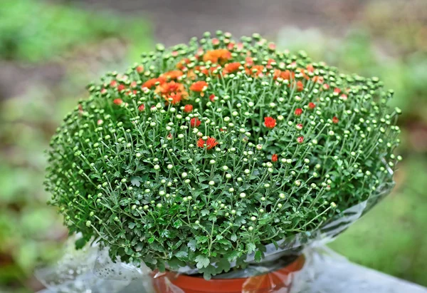 Red chrysanthemum bush in flowerpot — Stock Photo, Image