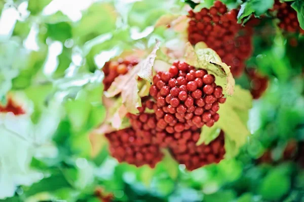 Bos van rode guelder-rose (viburnum) — Stockfoto