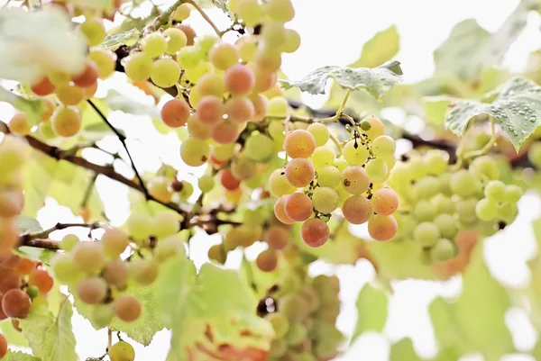 Bando de uvas brancas com gotas de água — Fotografia de Stock