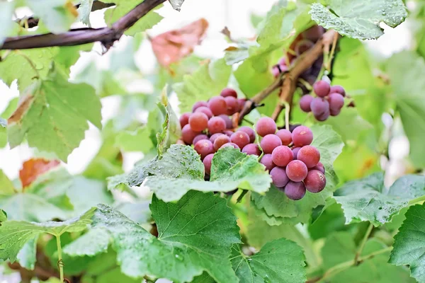 Manojos de uva negra con gotas de agua — Foto de Stock