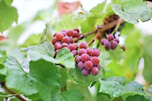 Bunches of black grape with water drops — Stock Photo, Image