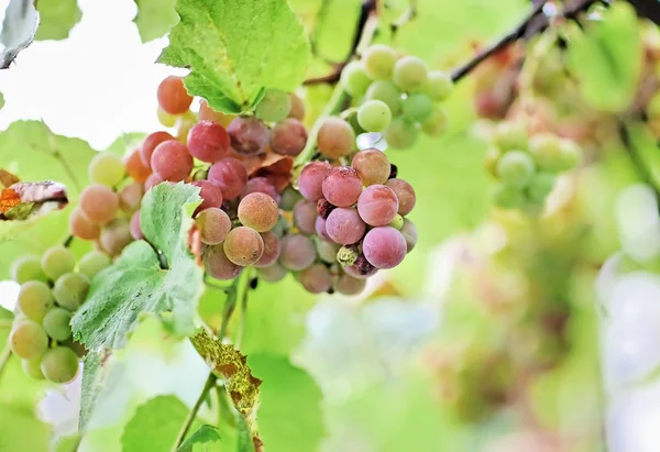 Bando de uvas brancas com gotas de água — Fotografia de Stock
