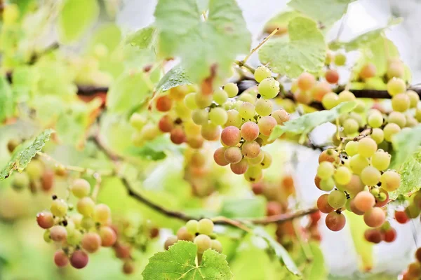 Trossen van witte druif met waterdruppels — Stockfoto