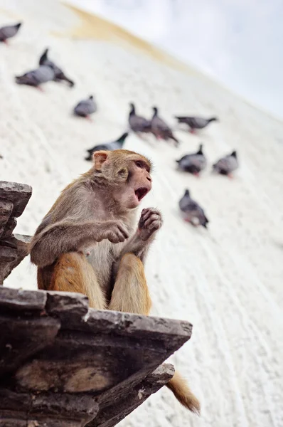 stock image The singing monkey, Nepal