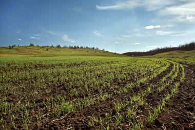 Winter wheat field clipart