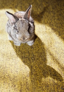 Baby rabbit on carpet with its shadow clipart