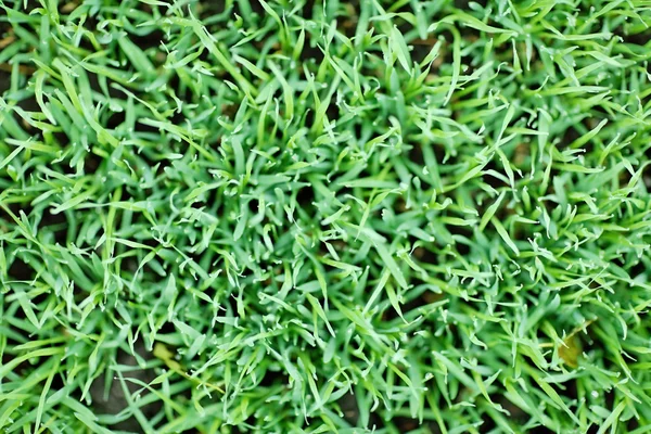 Nouvelle herbe d'avoine verte avec gouttes d'eau — Photo