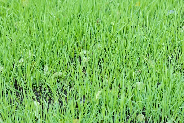 Nova grama de aveia verde com gotas de água — Fotografia de Stock