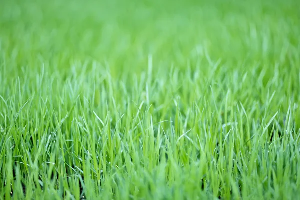 Nieuwe groene haver gras met waterdruppels — Stockfoto