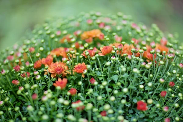 Arbusto de crisântemo vermelho em vaso de flores — Fotografia de Stock
