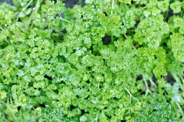 New green parsley with water drops — Stock Photo, Image