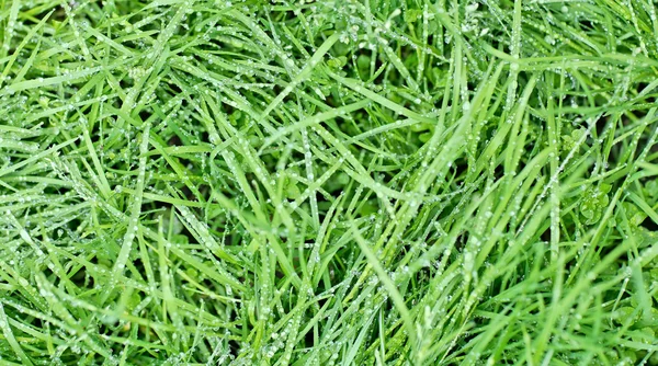 Nowa trawa zielony owies z kropli wody — Zdjęcie stockowe