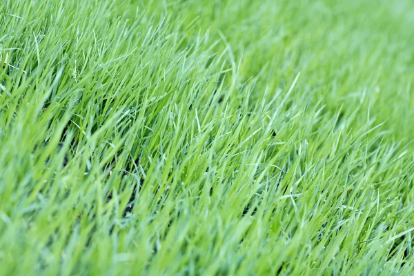 Новая зеленая трава овса с каплями воды — стоковое фото
