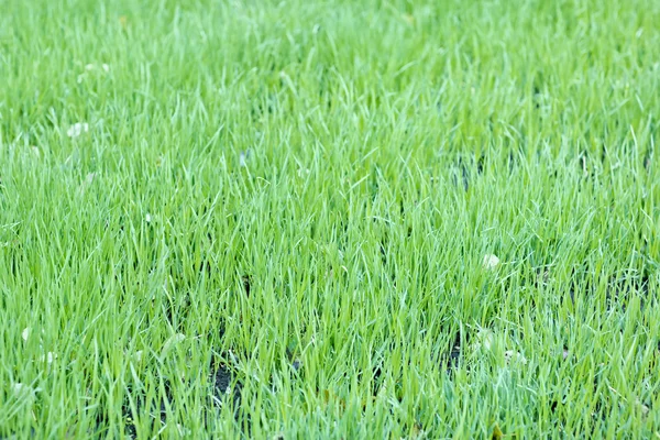 Új zöld zab fű, vízcseppek — Stock Fotó