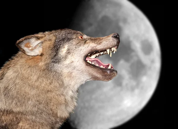 stock image Wolf under the moon