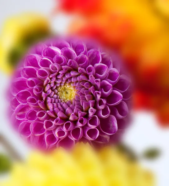 Background with two dahlias — Stock Photo, Image