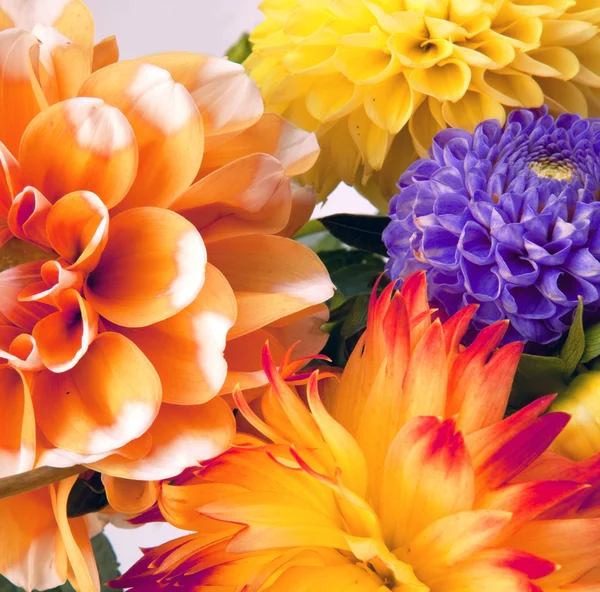 Background with two dahlias — Stock Photo, Image