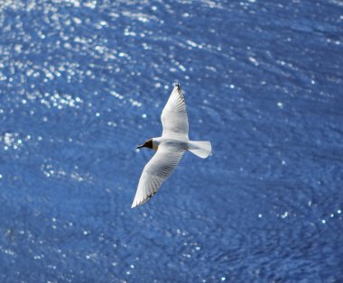 Flying seagull over sea waves clipart