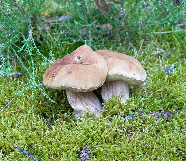 Ceps in a grass — Stock Photo, Image