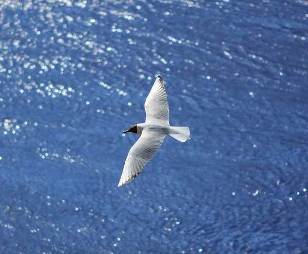 stock image Flying seagull over sea waves