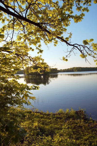 Остров на красивом лесном озере — стоковое фото