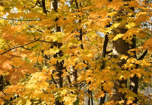 Herbstlandschaft mit Fluss und Wald — Stockfoto