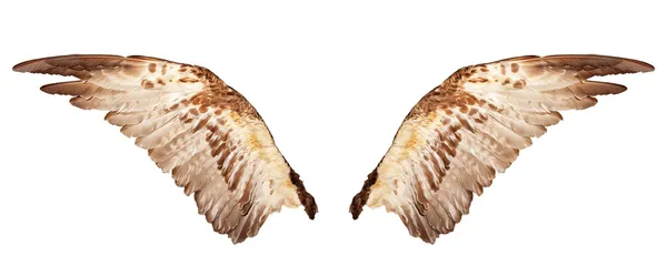 Deux ailes isolées sur un blanc — Photo
