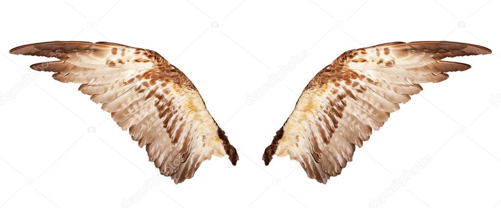 Two wings isolated on a white
