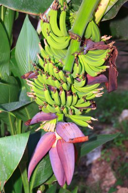 Banana flower and bunch on a plantation clipart