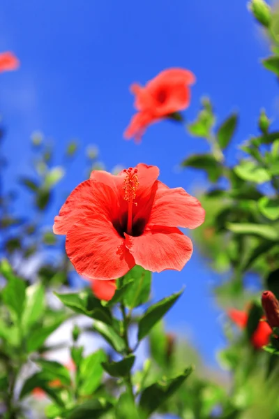 stock image Red hibiscus against the blue sky