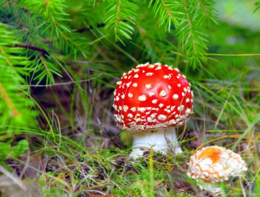 Red fly agaric on a fur-tree clipart