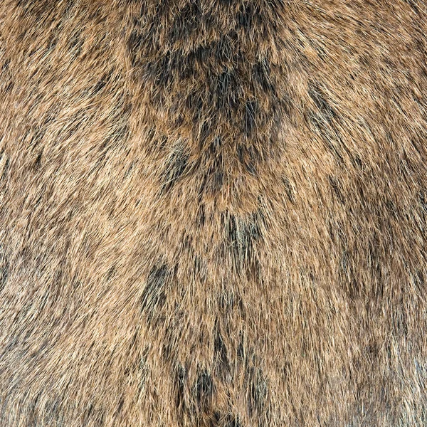 Skin of a wild wild boar — Stock Photo, Image