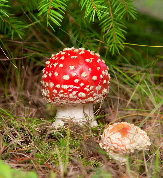 Red fly agaric on a fur-tree — Stock Photo, Image