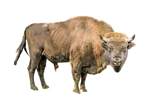 De Europese bizon op een witte achtergrond — Stockfoto