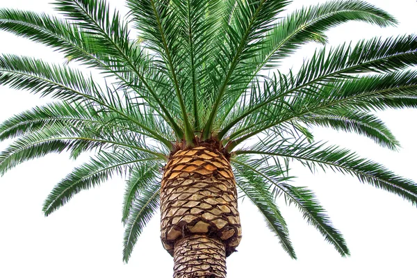 Isolerade palmerna på en vit bakgrunds — Stockfoto