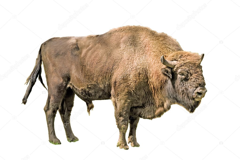 The European bison on a white background