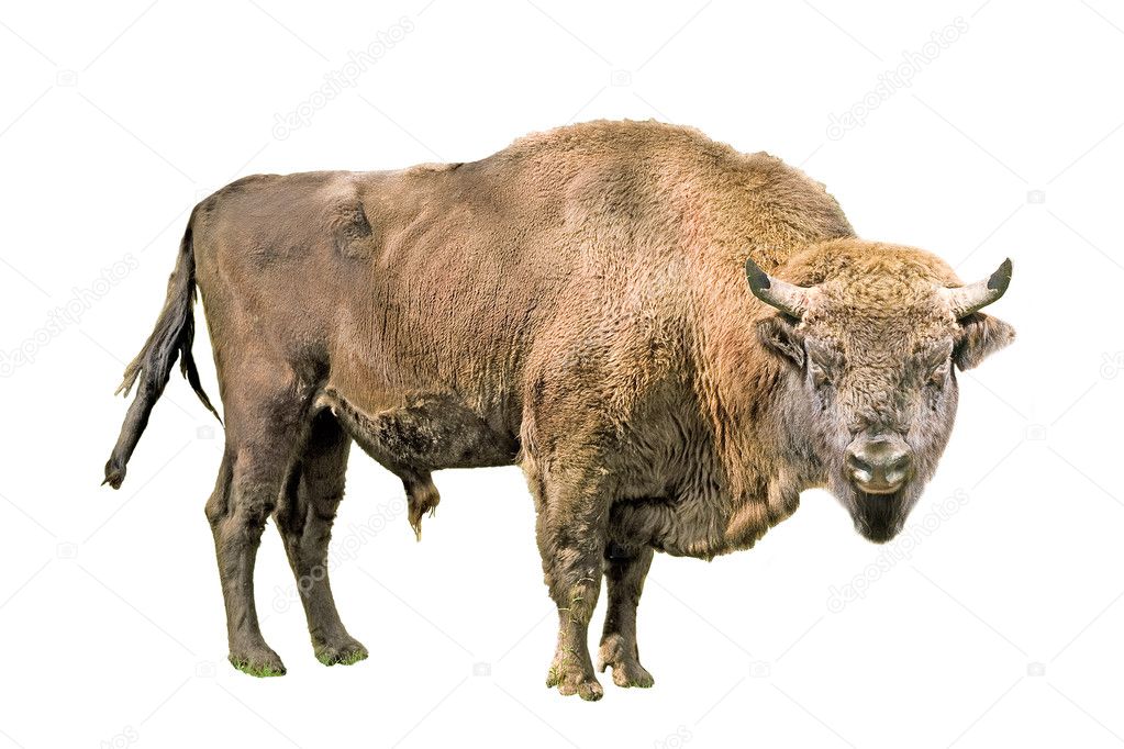 The European bison on a white background — Stock Photo © balaikin #1175081