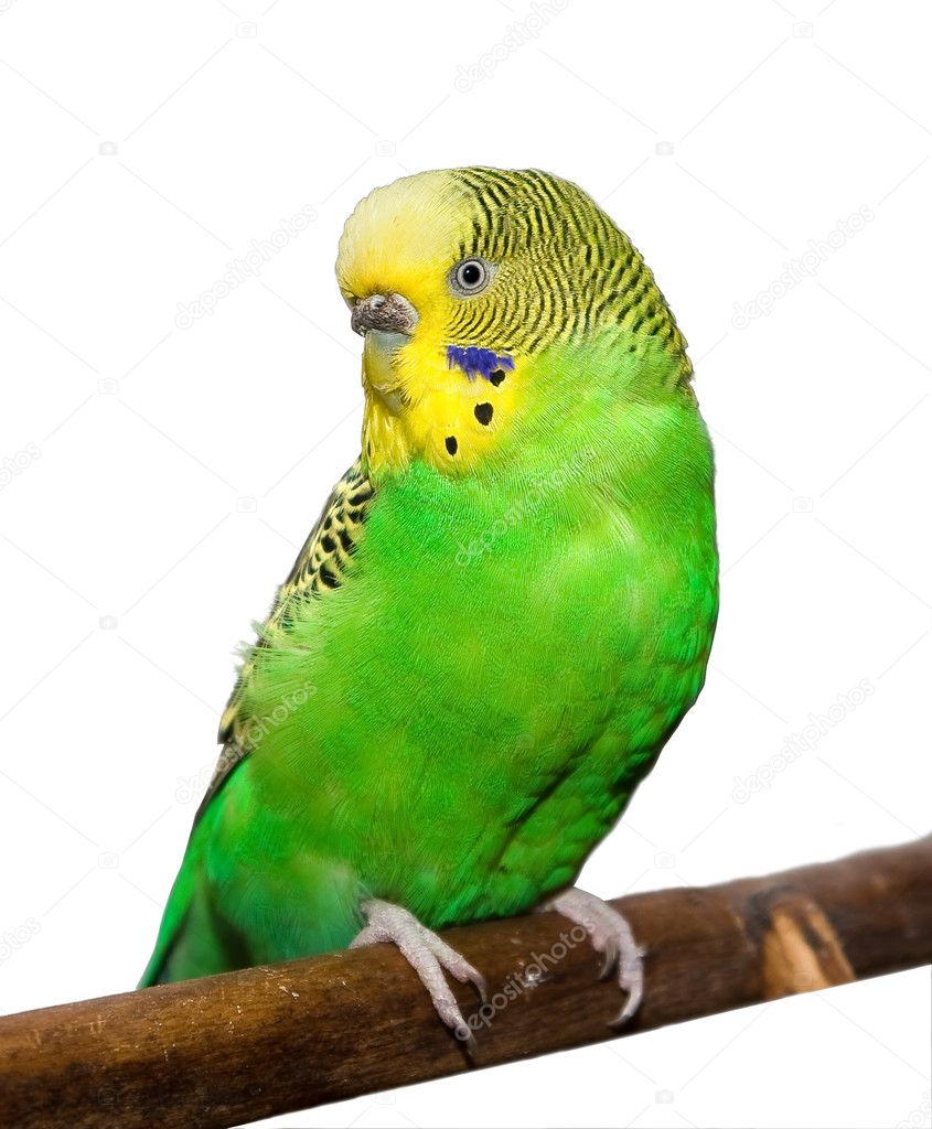 Волнистый попугай бирюзовый фото
