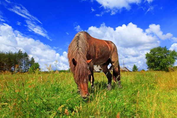 stock image Old park in manor of Russian artist Repi