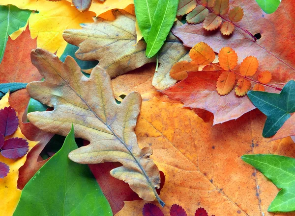 Collection of autumn leaves — Stock Photo, Image
