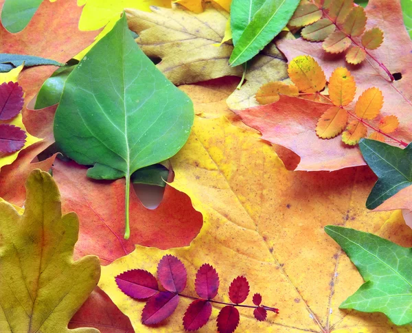 Collection of autumn leaves — Stock Photo, Image