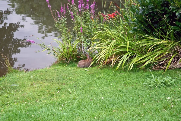 독일에 있는 공원에 토끼 — 스톡 사진