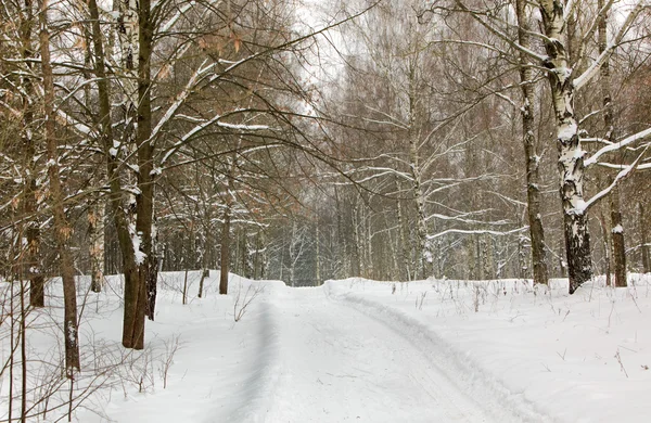 Дорога к зимнему лесу — стоковое фото