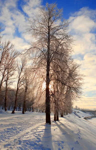 Słoneczne zimowy krajobraz — Zdjęcie stockowe