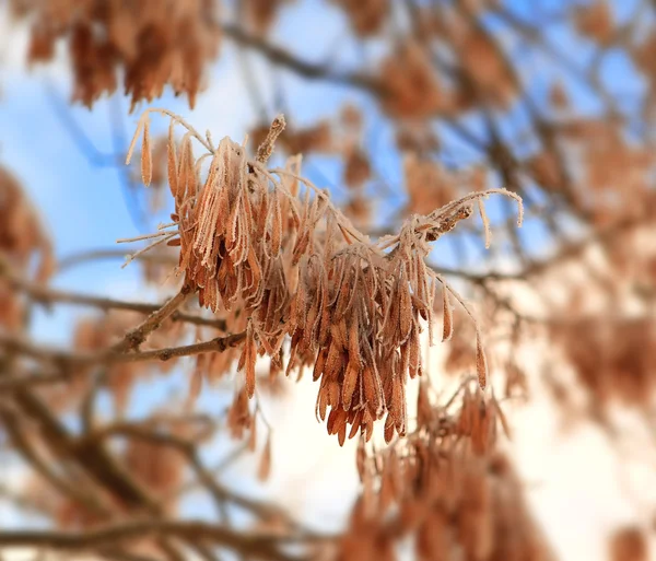 Winter branch with seeds — Stock Photo, Image