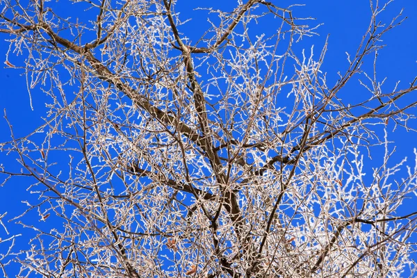 Κλαδιά δέντρου με παγετός — Φωτογραφία Αρχείου