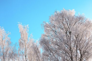 ağaç dalları ile hoarfrost