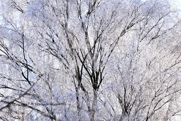 Tree branches with hoarfrost — Stock Photo, Image