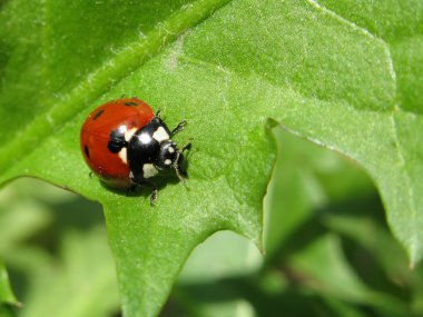 Insect beetle nature close-up clipart